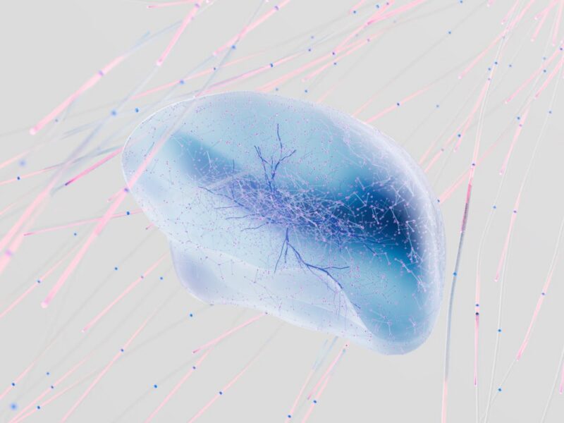 Brain neural network consciousness