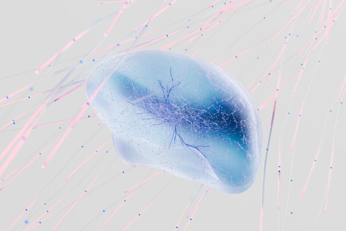 Brain neural network consciousness